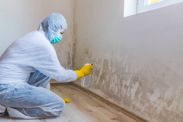 Licensed Mold Testing service in Ashland, VA - WQB Mold Removal
