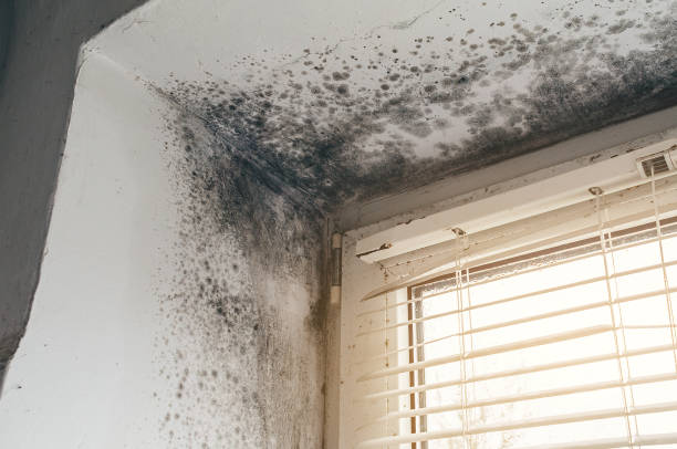 Affordable Mold Testing solutions in Ashland, VA