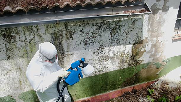 Top rated local Mold Testing specialists in Ashland, VA